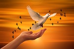 dove, freedom, peace, trust, prayer, soul, spiritual, nature, sunset, faith, concept